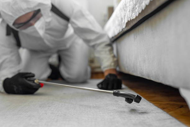 Professional Bed Bug Control technician working in Pittsburg, TX